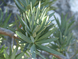Podocarpus elongatus