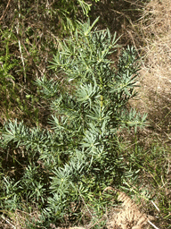 Podocarpus elongatus