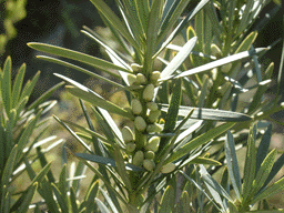 Podocarpus elongatus