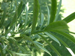 Podocarpus elongatus