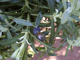 Podocarpus elongatus