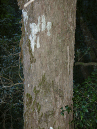 Podocarpus latifolius
