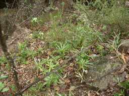 Podocarpus latifolius