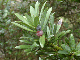 Podocarpus latifolius