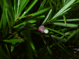 Podocarpus novaecaledoniae