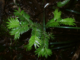 Prumnopitys ferruginoides