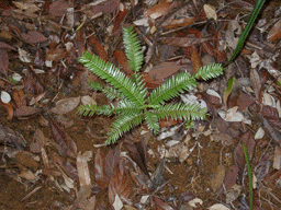 Retrophyllum comptonii