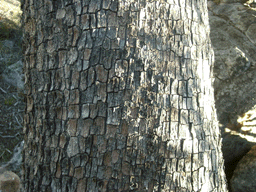 Widdringtonia cedarbergensis