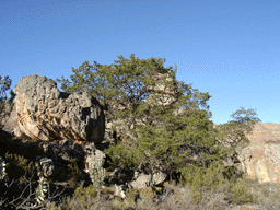 Widdringtonia cedarbergensis