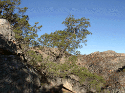 Widdringtonia cedarbergensis