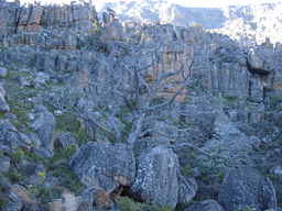 Widdringtonia cedarbergensis