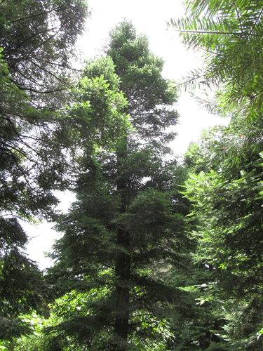 Abies guatemalensis