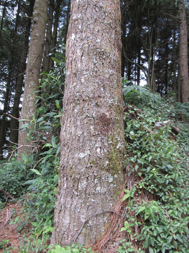 Abies guatemalensis