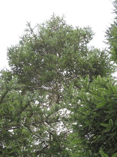 Abies guatemalensis
