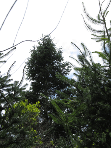 Abies guatemalensis