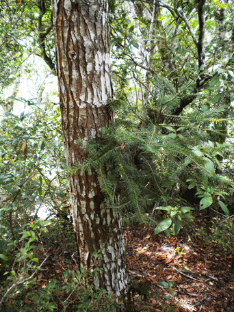 Abies guatemalensis