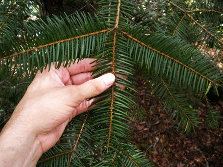 Abies guatemalensis