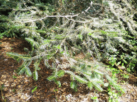 Abies guatemalensis