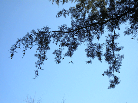 Cupressus lusitanica