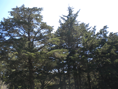 Cupressus lusitanica