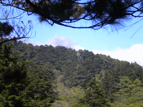 Cupressus lusitanica