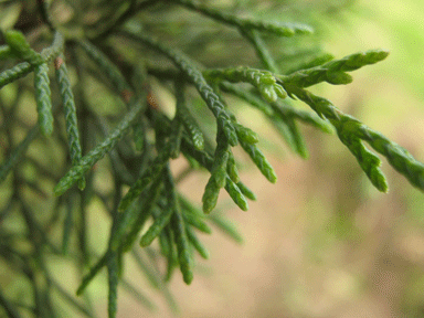 Cupressus lusitanica