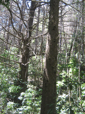 Cupressus lusitanica