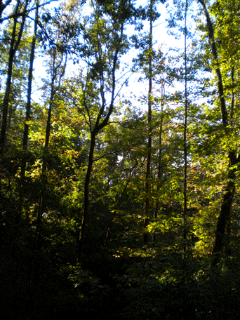 Liquidambar styraciflua
