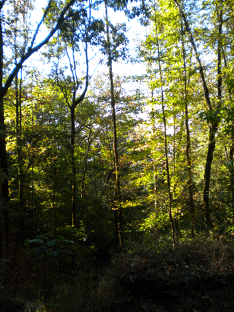 Liquidambar styraciflua