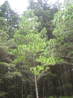 Pinus apulcensis