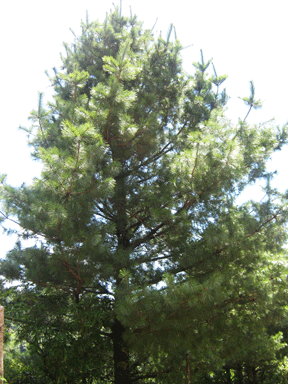 Pinus ayacahuite