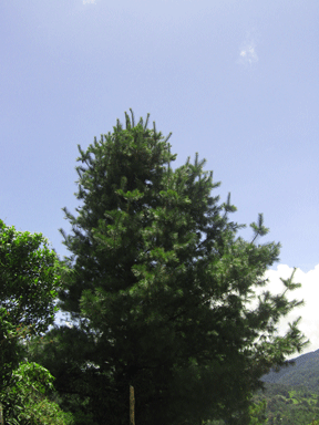 Pinus ayacahuite
