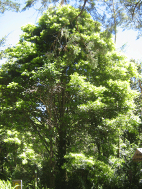 Podocarpus oleifolius