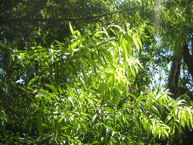 Podocarpus oleifolius