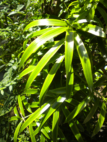 Podocarpus oleifolius
