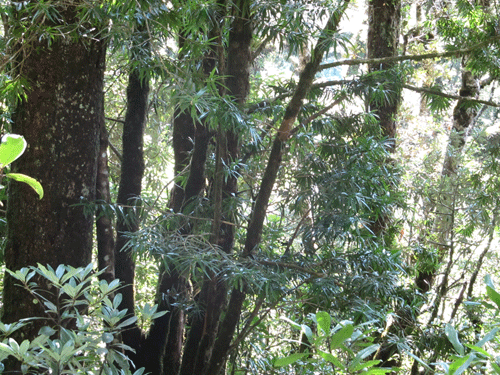 Podocarpus oleifolius