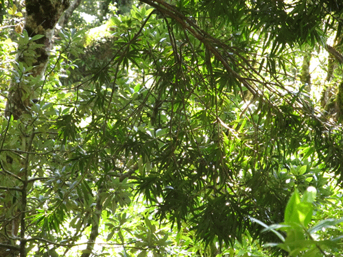 Podocarpus oleifolius
