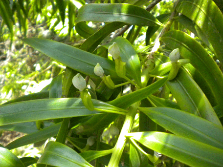 Podocarpus oleifolius