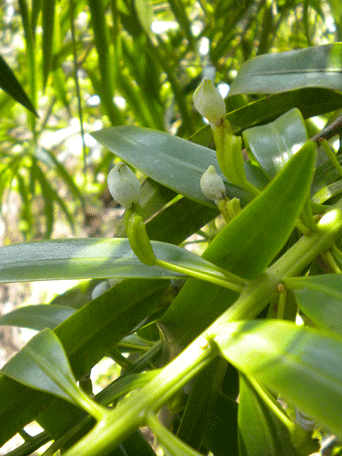 Podocarpus oleifolius