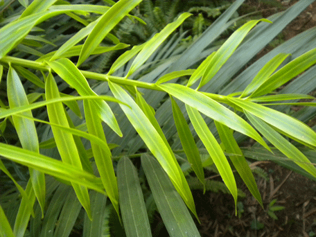 Podocarpus oleifolius