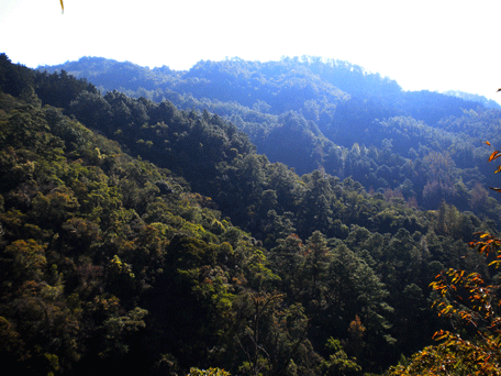 Liquidambar styraciflua