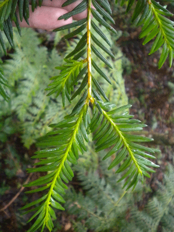 Taxus globosa