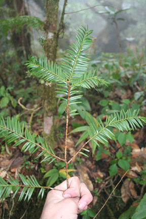 Taxus globosa