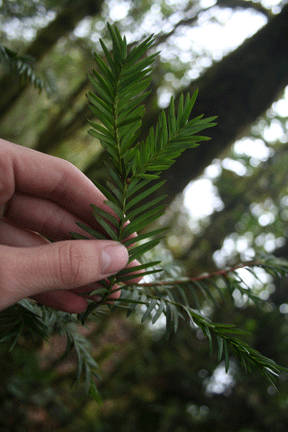 Taxus globosa