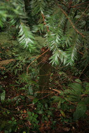 Taxus globosa