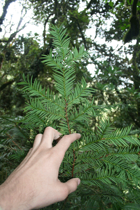 Taxus globosa
