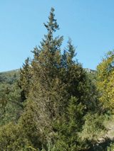 Cupressus sempervirens