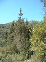 Cupressus sempervirens