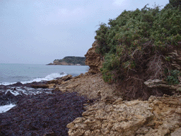 Juniperus oxycedrus macrocarpa