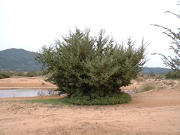 Juniperus oxycedrus macrocarpa